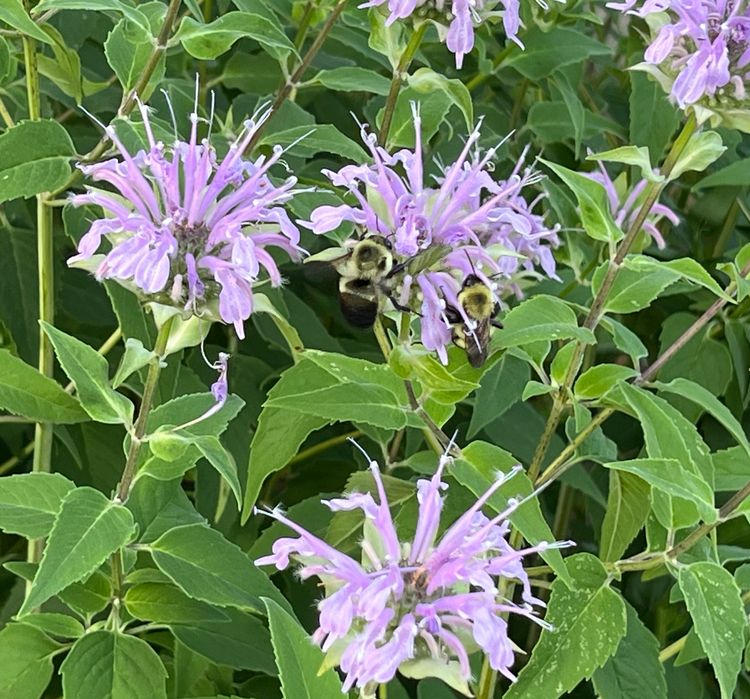 Monarda at The Gateway Garden