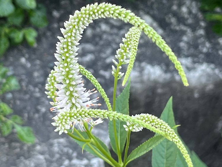 Flower at The Gateway Garden