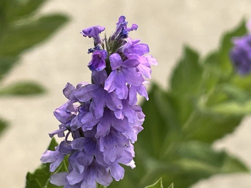 Flowers at The Gateway Garden in June 2023 Picture 4