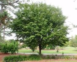 Musclewood Tree