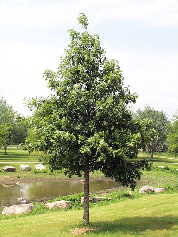 Swamp White Oak Tree