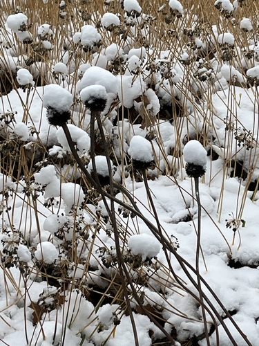 Snow covered plants The Gateway Garden