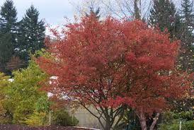 Serviceberry